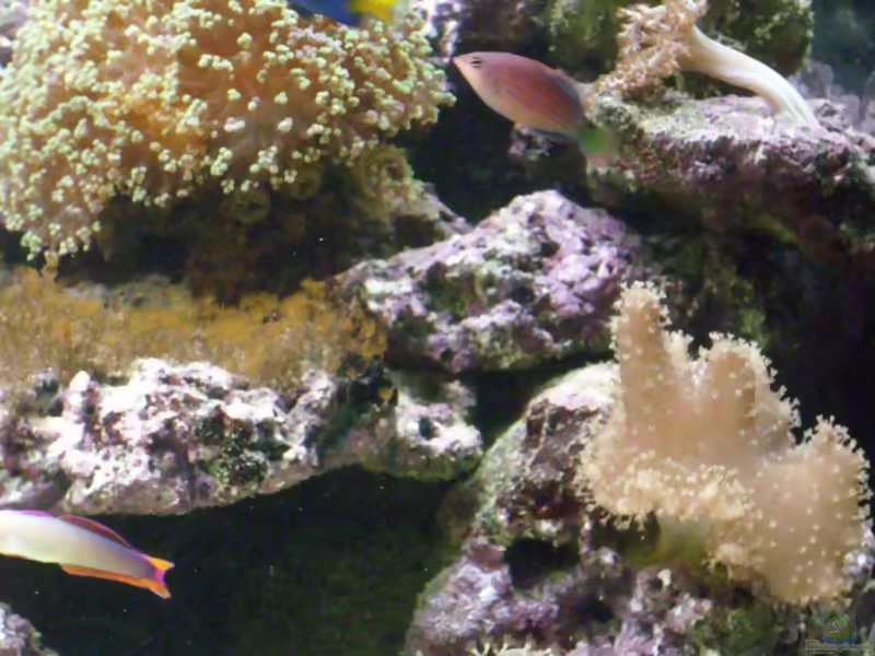 Aquarien mit Pseudocheilinus hexataenia (Sechsstreifen-Lippfisch)