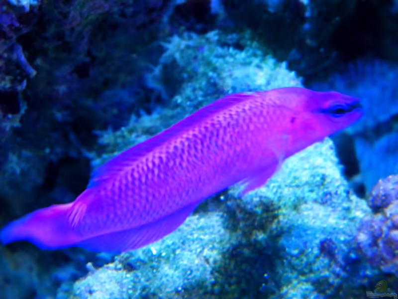 Aquarien mit Pseudochromis fridmani (König-Salomon Zwergbarsch)