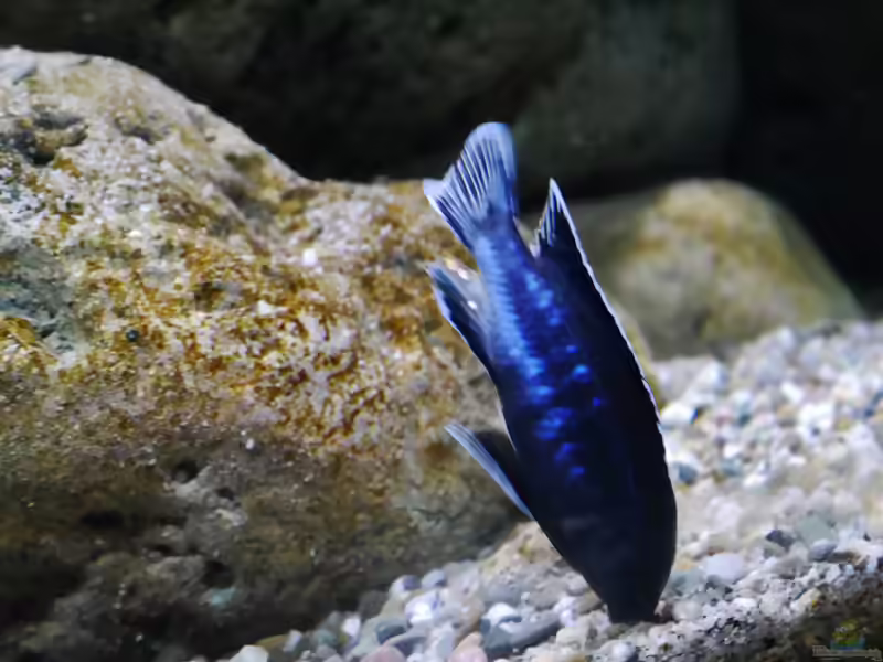Aquarien mit Pseudotropheus perileucos