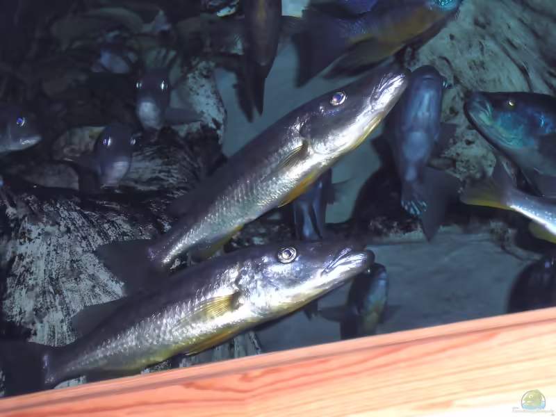 Aquarien mit Rhamphochromis ferox (Einrichtungsbeispiele für Rhamphochromis ferox)