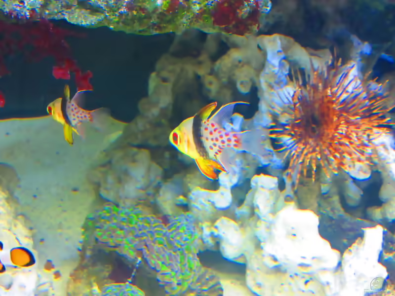 Aquarien mit Sphaeramia nematoptera (Pyjama-Kardinalbarsch)