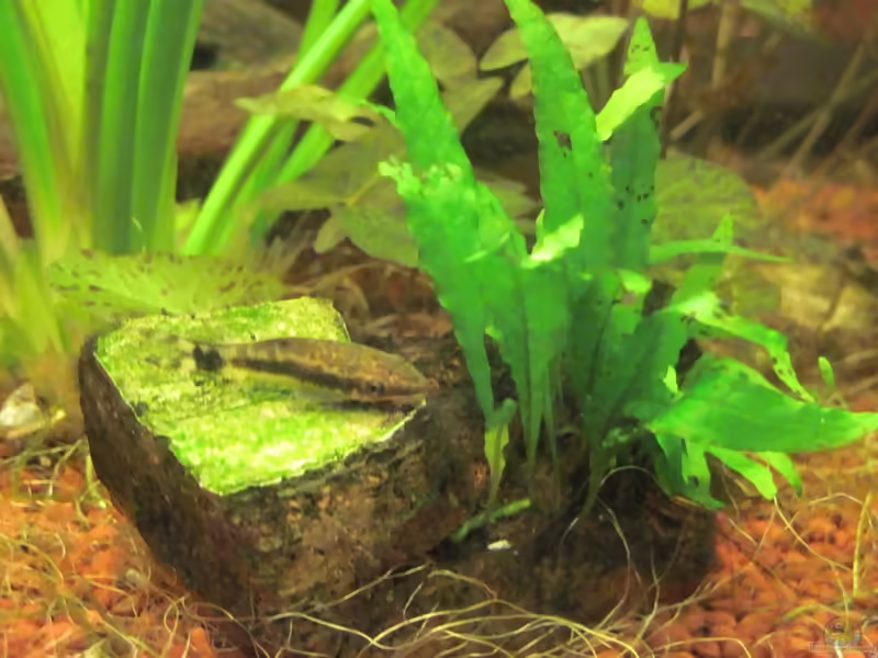 Aquarien mit Steinen als Dekoration (Einrichtungsbeispiele mit Steinen)