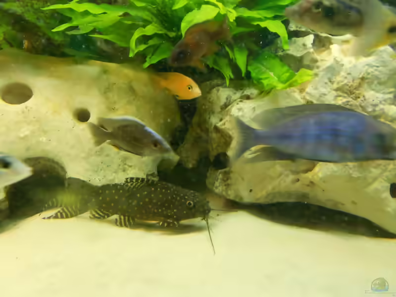 Aquarien mit Synodontis angelicus (Perlhuhnwels)