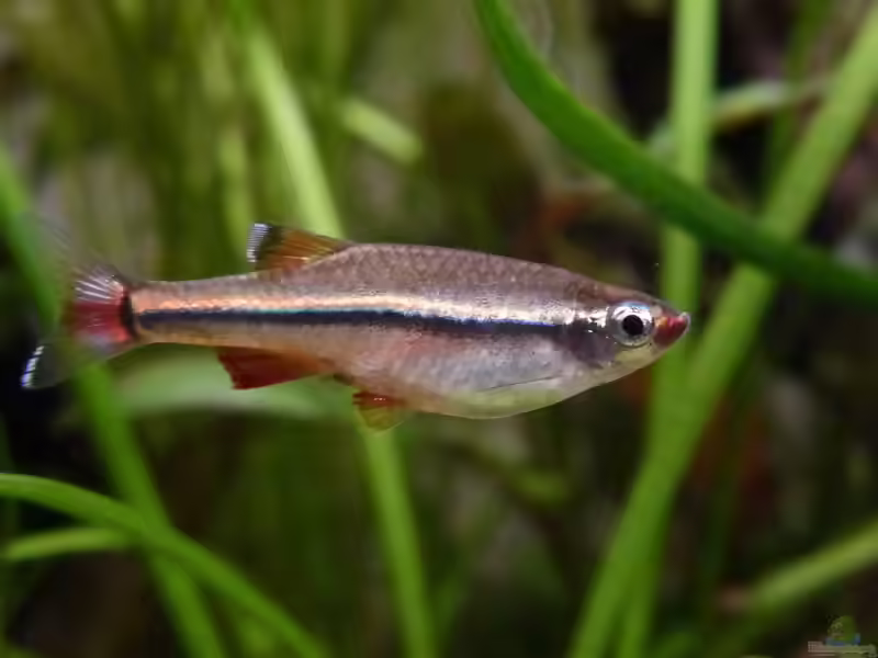 Aquarien mit Tanichthys micagemmae (Vietnamesischer Kardinalfisch)