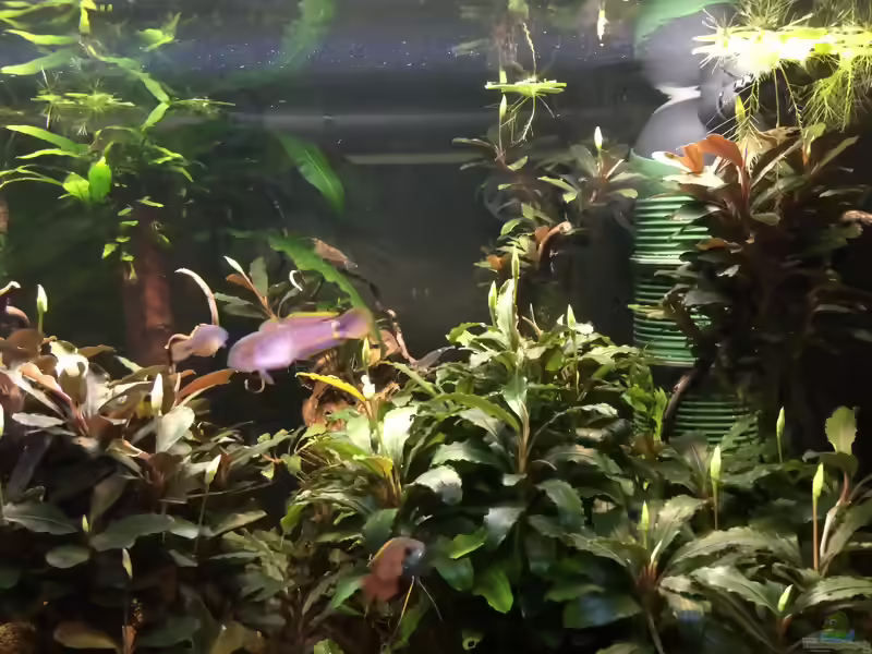 Aquarien mit Tateurndina ocellicauda (Schwanzfleck-Schläfergrundel)