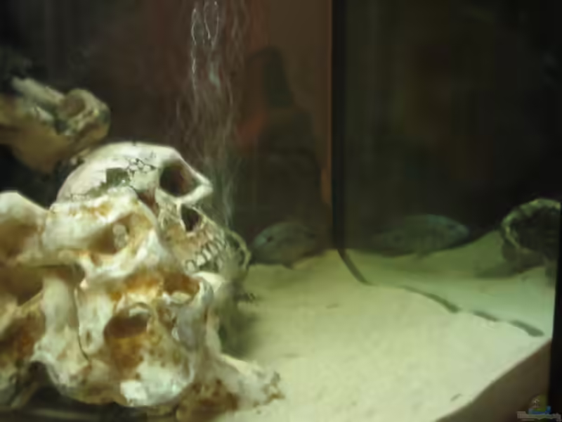 Aquarien mit Totenkopf als Deko