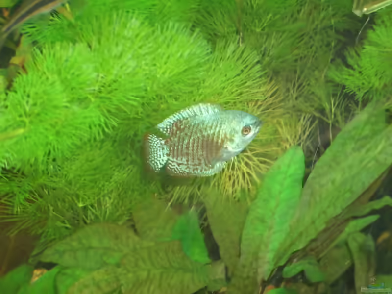 Aquarien mit Trichogaster labiosa (Wulstlippiger Fadenfisch)