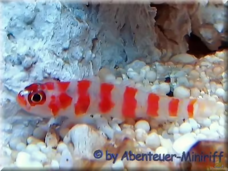 Aquarien mit Trimma cana (Zuckerstangen-Grundel)