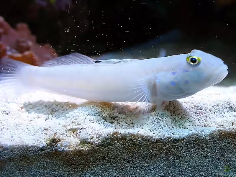 Aquarien mit Valenciennea sexguttata (Sechspunkt-Schläfergrundel)