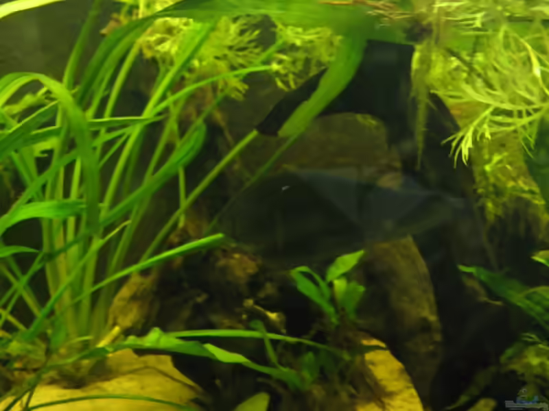 Aquarien mit Xenomystus nigri (Afrikanischer Messerfisch)