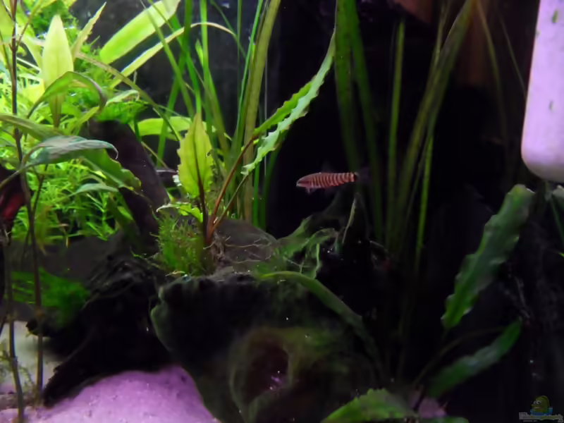 Aquarien mit Yunnanilus cruciatus (Tigerzwergschmerle)