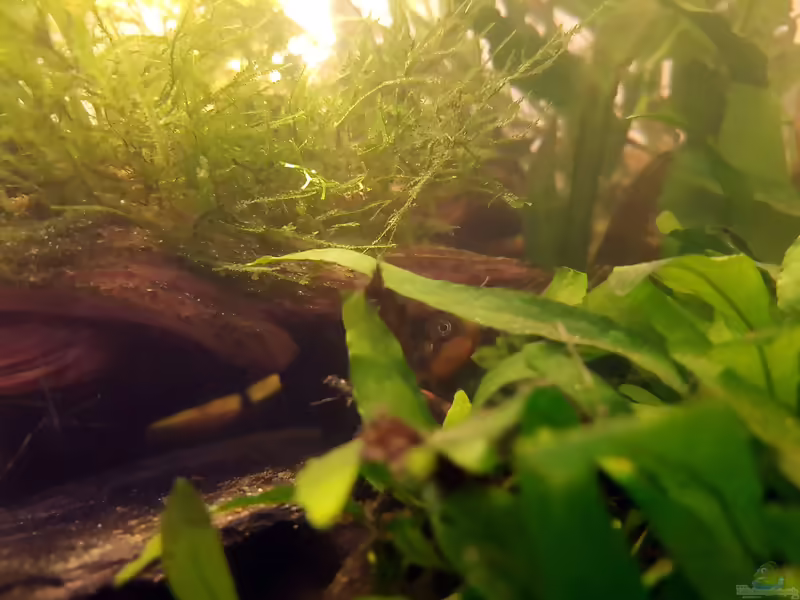 Aquarien mit Zwergkugelfischen (Carinotetraodon travancoricus)
