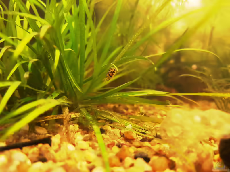 Aquarien mit Zwergkugelfischen (Carinotetraodon travancoricus)