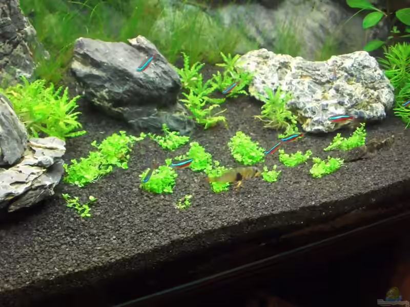 Australisches Zungenblatt im Aquarium pflegen (Einrichtungsbeispiele für Glossostigma elatinoides)