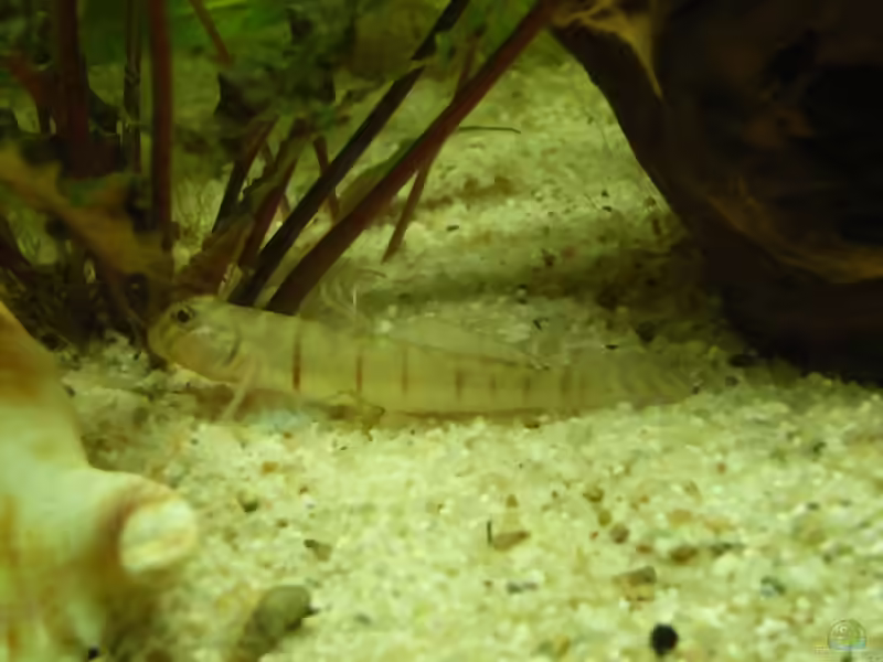 Awaous flavus im Aquarium halten (Einrichtungsbeispiele für Schmetterlingsgrundeln)