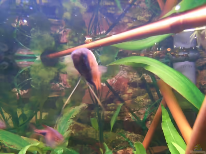 Bambus als Deko im Aquarium (Einrichtungsbeispiele mit Bambus)