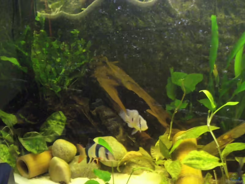 Bambus als Deko im Aquarium (Einrichtungsbeispiele mit Bambus)