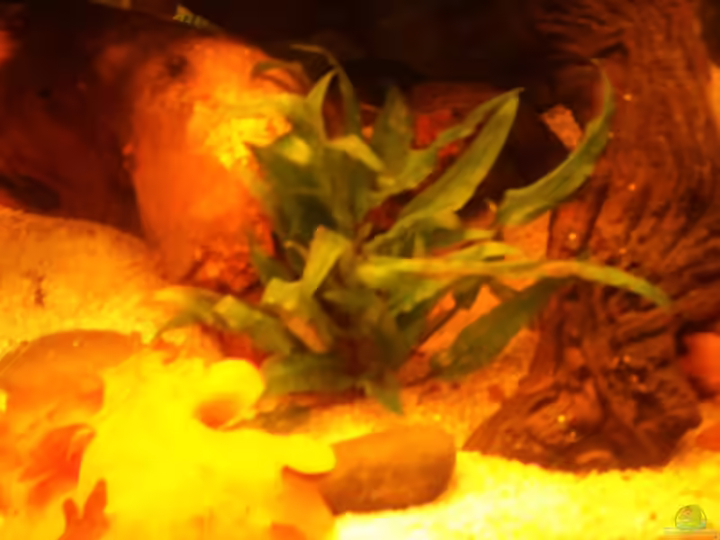 Becketts Wasserkelch im Aquarium pflegen (Einrichtungsbeispiele für Cryptocoryne beckettii)