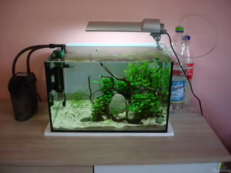 Bio-CO2 für das Aquarium (Wie du deine CO2-Düngungs selbst bauen kannst)