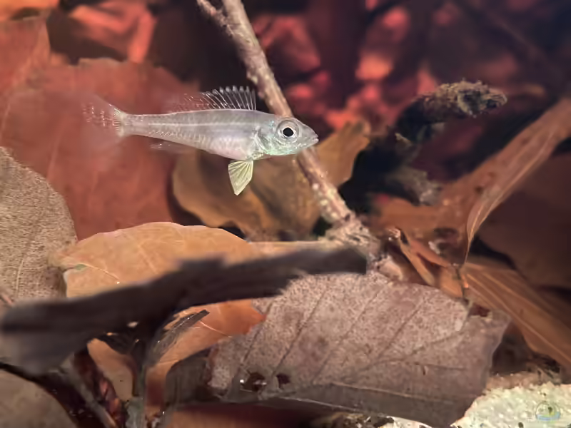 Biotoecus opercularis im Aquarium halten (Einrichtungsbeispiele für Sandhügel-Zwergcichliden)