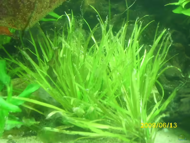 Blyxa japonica im Aquarium (Einrichtungsbeispiele mit Kleines Blyxkraut)