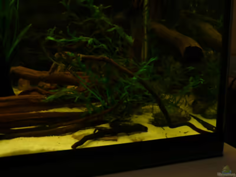 Bolbitis heudelotii im Aquarium pflanzen (Einrichtungsbeispiele mit Kongo-Wasserfarn)
