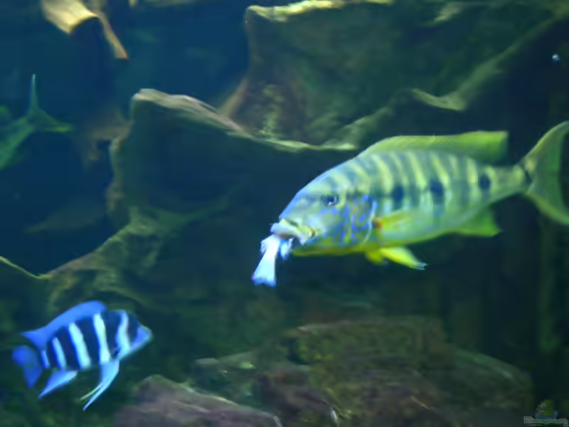 Boulengerochromis microlepis im Aquarium (Einrichtungsbeispiele für B. microlepis)
