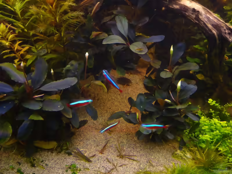 Bucephalandra im Aquarium pflegen (Einrichtungsbeispiele für Bucephalandra-Arten)