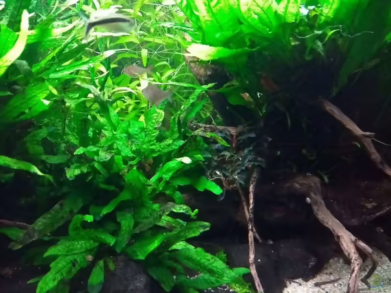 Bucephalandra Kedagang Green im Aquarium pflegen (Einrichtungsbeispiele für Bucephalandra Kedagang Green)