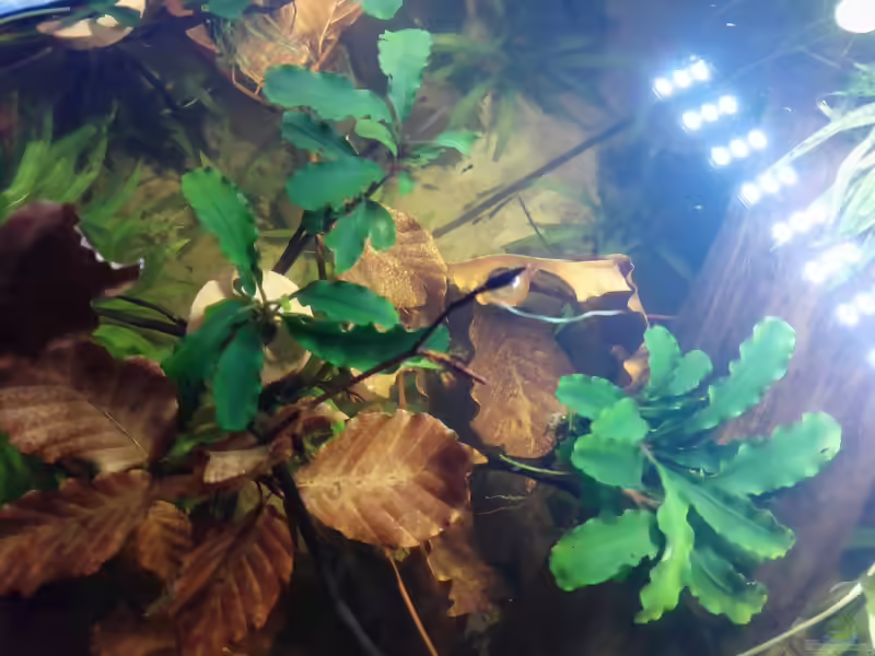 Bucephalandra "Wavy Green" im Aquarium pflegen (Einrichtungsbeispiele für Bucephalandra "Wavy Green")
