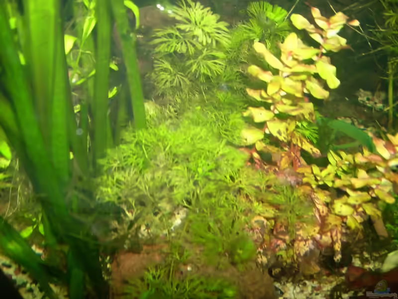 Cabomba caroliniana im Aquarium (Einrichtungsbeispiele mit Grüne Haarnixe)