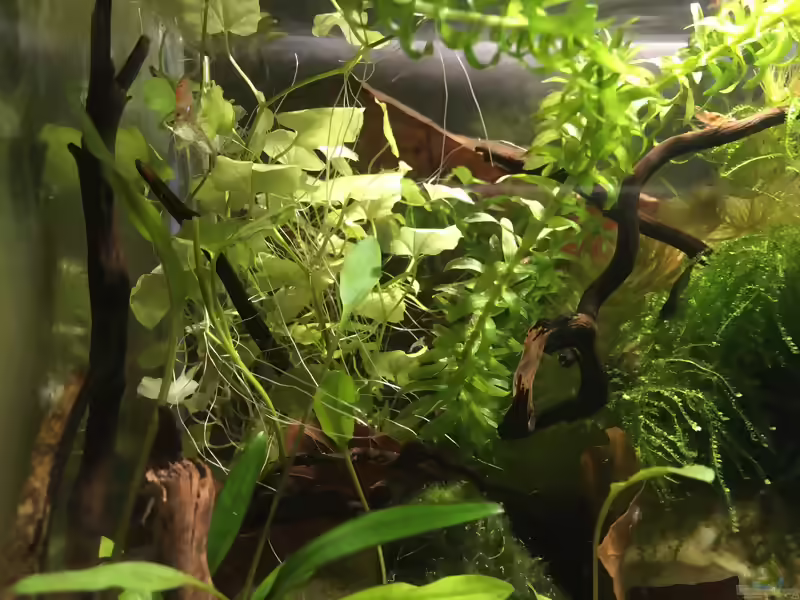 Cardamine lyrata im Aquarium pflegen (Einrichtungsbeispiele für Japanisches Schaumkraut)