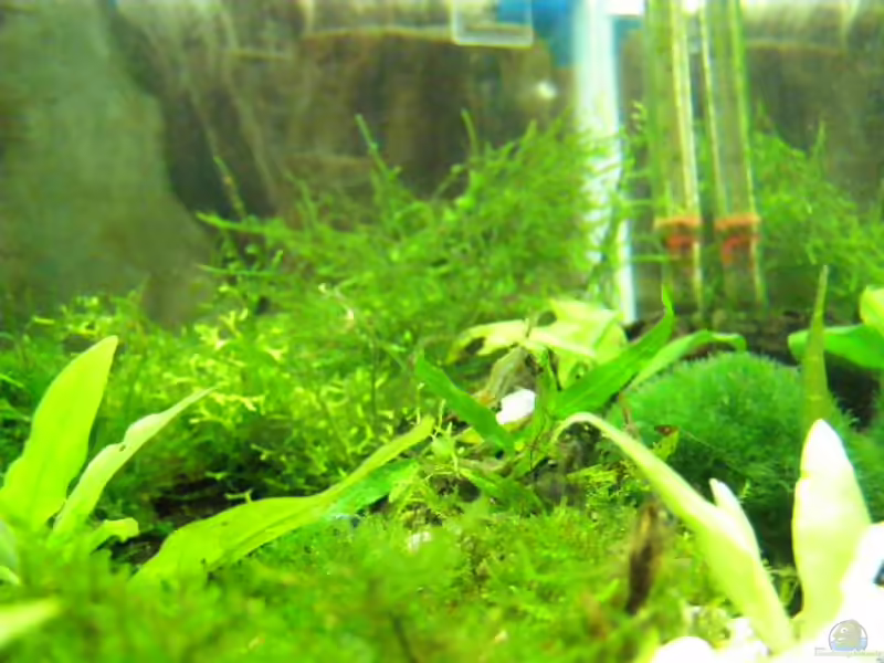 Caridina gracilirostris im Aquarium halten (Einrichtungsbeispiele für Rote Nashorngarnele)