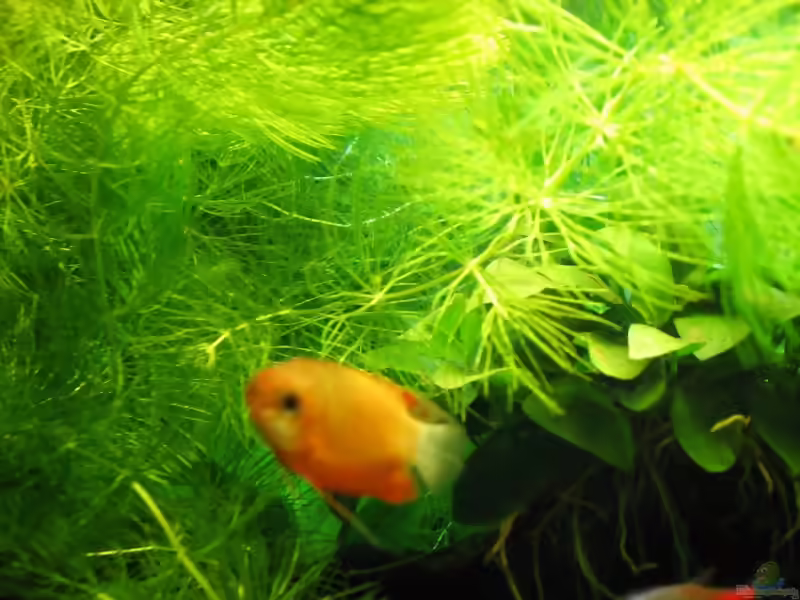 Ceratophyllum demersum im Aquarium (Einrichtungsbeispiele mit Hornblatt)