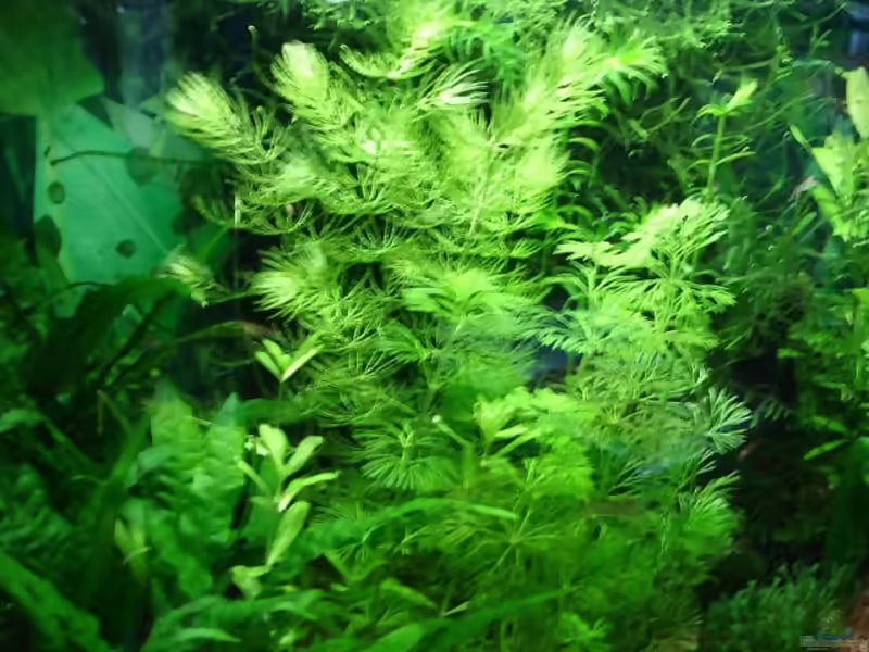 Ceratophyllum submersum im Aquarium (Einrichtungsbeispiele mit Zartes Hornblatt)