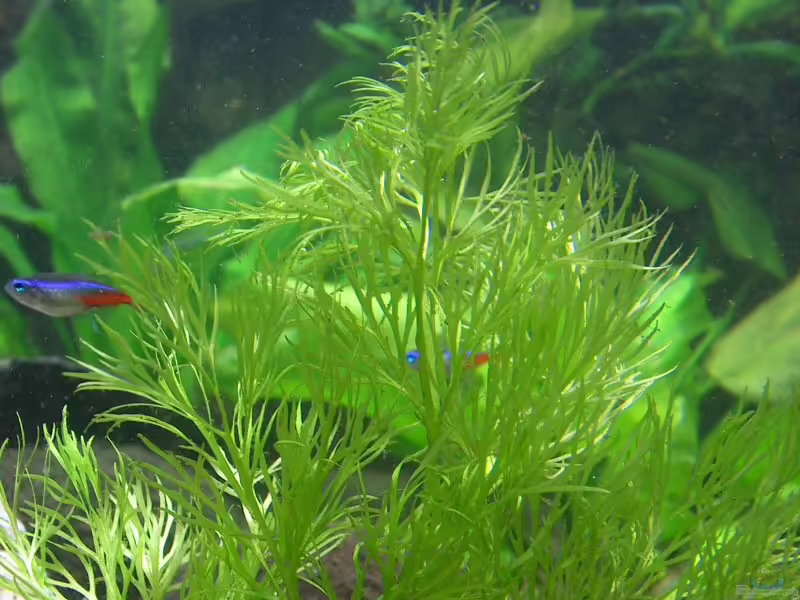 Ceratopteris thalictroides im Aquarium pflegen (Einrichtungsbeispiele für Feinblättriger Hornfarn)