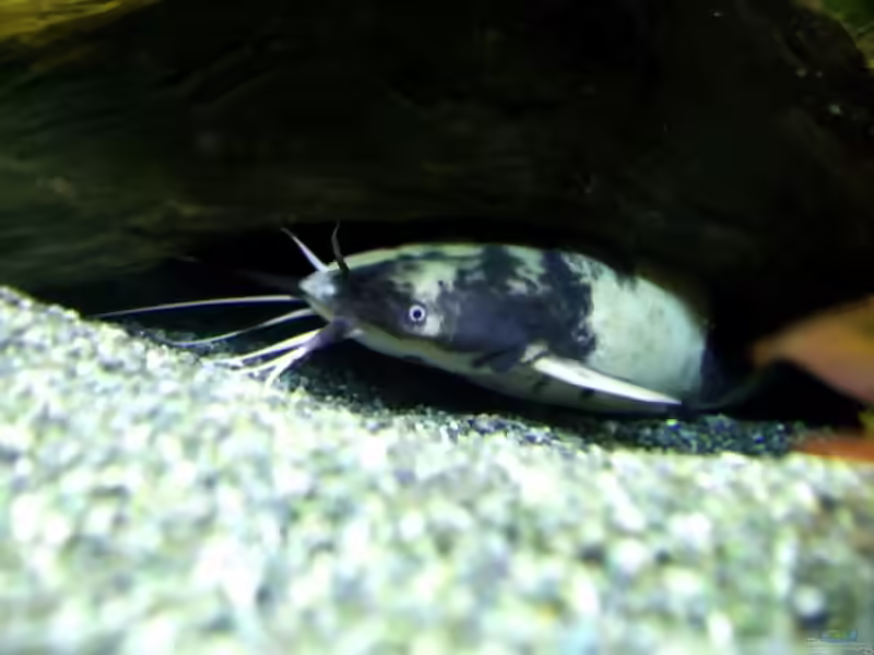 Clarias batrachus im Aquarium halten (Einrichtungsbeispiele für Froschwelse)