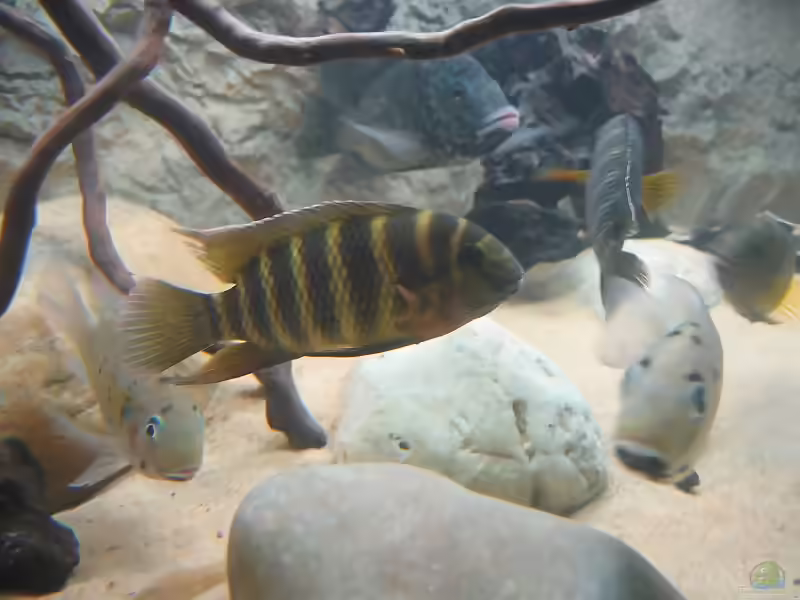 Coelotilapia joka im Aquarium (Einrichtungsbeispiele für Coelotilapia joka)