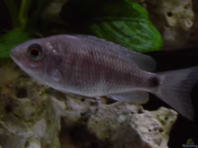 Copadichromis cyaneus im Aquarium halten (Einrichtungsbeispiele für Copadichromis cyaneus)