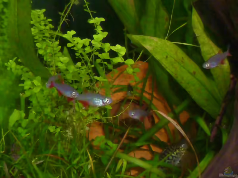 Corydoras reticulatus im Aquarium halten (Einrichtungsbeispiele mit Netz-Panzerwels)