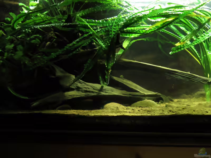 Crinum natans im Aquarium pflanzen (Einrichtungsbeispiele mit Breitblättrige Hakenlilie)