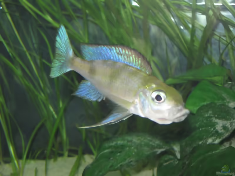 Cunningtonia longiventralis im Aquarium halten (Einrichtungsbeispiele für Cunningtonia longiventralis)
