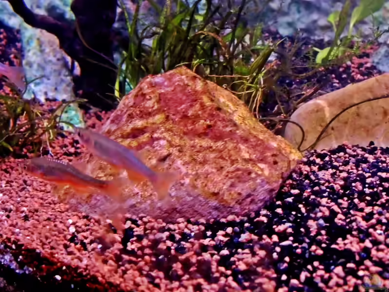 Danio roseus im Aquarium halten (Einrichtungsbeispiele für Rosenbärbling)