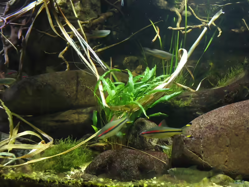 Devario aequipinnatus im Aquarium halten (Einrichtungsbeispiele für Malabarbärblinge)