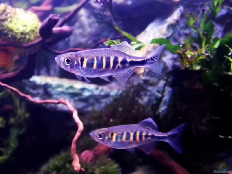 Devario pathirana im Aquarium halten (Einrichtungsbeispiele für Pathiranas Bärbling)