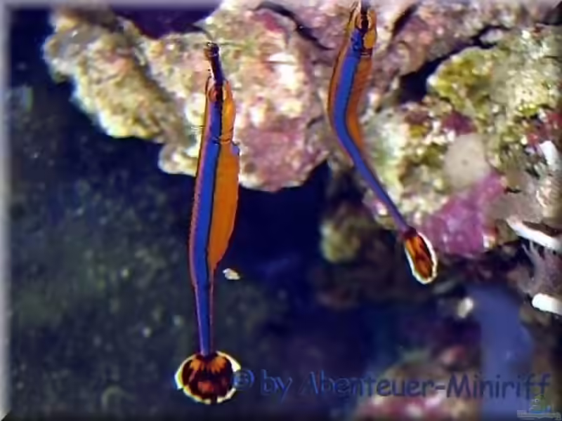 Doryrhamphus excisus excisus im Aquarium halten (Einrichtungsbeispiele für Blaustreifen-Seenadel)