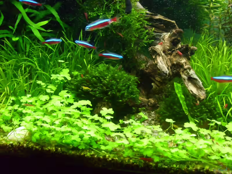 Dreiteiliger Wassernabel im Aquarium pflegen (Einrichtungsbeispiele für Hydrocotyle tripartita)