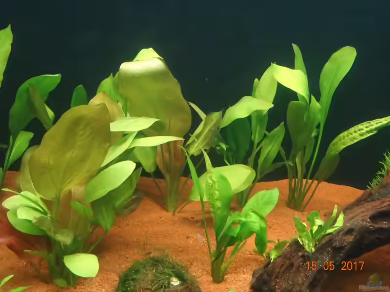 Echinodorus grandiflorus im Aquarium pflegen (Einrichtungsbeispiele für Großblütige Schwertpflanze)