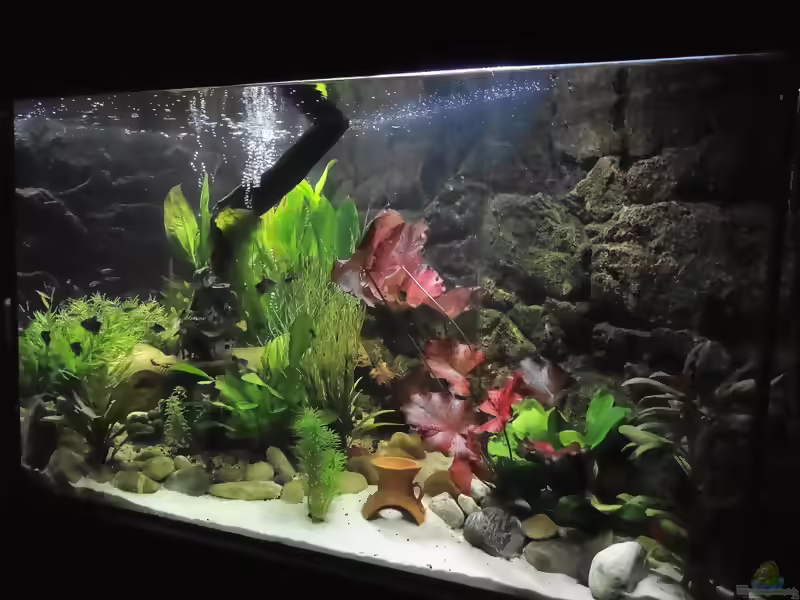 Einrichtungsbeispiele für Aquarien mit LED-Mondlicht