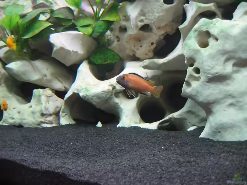 Einrichtungsbeispiele für Aquarien mit Melanochromis johannii (Kobaltorangebuntbarsch)